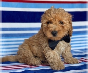 Cavapoo Puppy for sale in LANCASTER, PA, USA