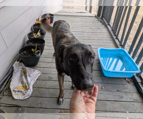 Medium Photo #6 Mutt Puppy For Sale in Orange Grove, TX, USA