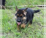 Small Photo #7 German Shepherd Dog Puppy For Sale in MORRISVILLE, MO, USA