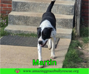 Martin - Male Bulldog-Pointer Mix Dog for Adoption - Photo #5