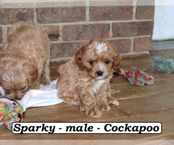 Medium Photo #3 Cock-A-Poo Puppy For Sale in CLARKRANGE, TN, USA