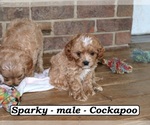 Small #2 Cock-A-Poo