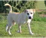 Small #2 Labrador Retriever Mix