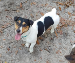 Mother of the Jack Russell Terrier puppies born on 09/15/2026