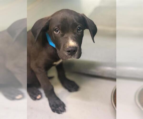 Medium Photo #1 Labrador Retriever-Unknown Mix Puppy For Sale in Visalia, CA, USA