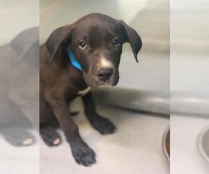 Labrador Retriever-Unknown Mix Dogs for adoption in Visalia, CA, USA