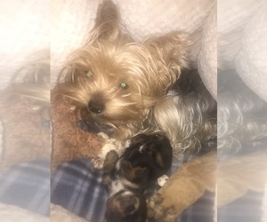 Mother of the Yorkshire Terrier puppies born on 04/06/2022
