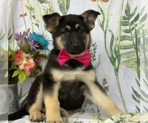 German Shepherd Dog Puppy for sale in LANCASTER, PA, USA