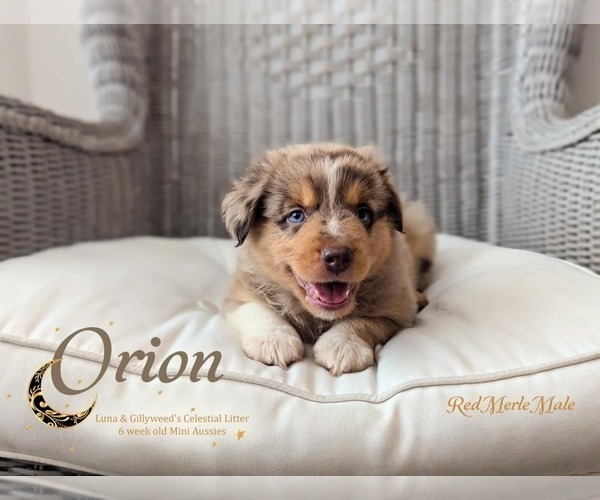 Medium Photo #2 Miniature Australian Shepherd Puppy For Sale in WINTER GARDEN, FL, USA