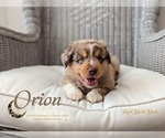 Puppy Orion Miniature Australian Shepherd