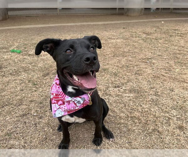 Medium Photo #3 Mutt Puppy For Sale in Plano, TX, USA