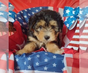 Medium Aussiedoodle Miniature 