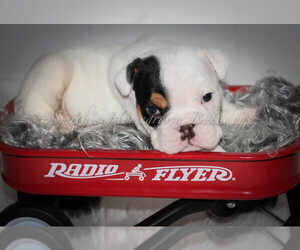 English Bulldog Puppy for sale in CARY, NC, USA