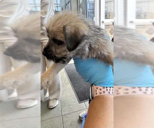 Medium Photo #1 Mutt Puppy For Sale in San Antonio, TX, USA