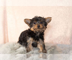 Medium YorkiePoo