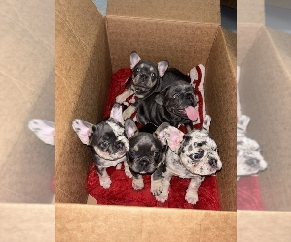 Medium Photo #1 French Bulldog Puppy For Sale in HANCEVILLE, AL, USA