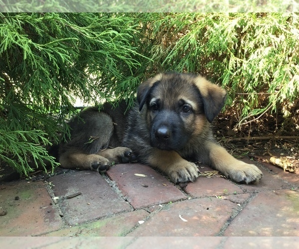Medium Photo #30 German Shepherd Dog Puppy For Sale in HAMILTON, NJ, USA
