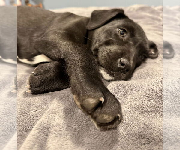 Medium Photo #4 German Shepherd Dog-Weimaraner Mix Puppy For Sale in Princeton, MN, USA