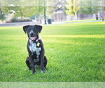 Small #3 Boxer-Pointer Mix