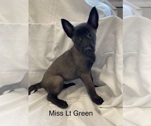 Belgian Malinois Puppy for sale in LABADIE, MO, USA