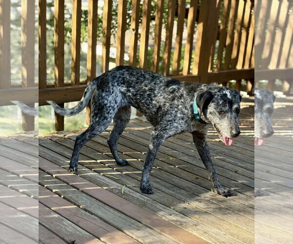 Medium Photo #5 Pointer-Unknown Mix Puppy For Sale in Paso Robles, CA, USA