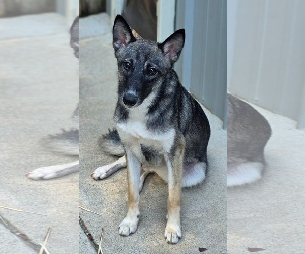 Medium Photo #2 German Shepherd Dog-Unknown Mix Puppy For Sale in Woodsfield, OH, USA