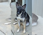 Small #1 German Shepherd Dog Mix