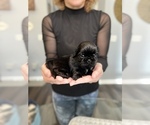Small Photo #9 Shih Tzu Puppy For Sale in BUFORD, GA, USA