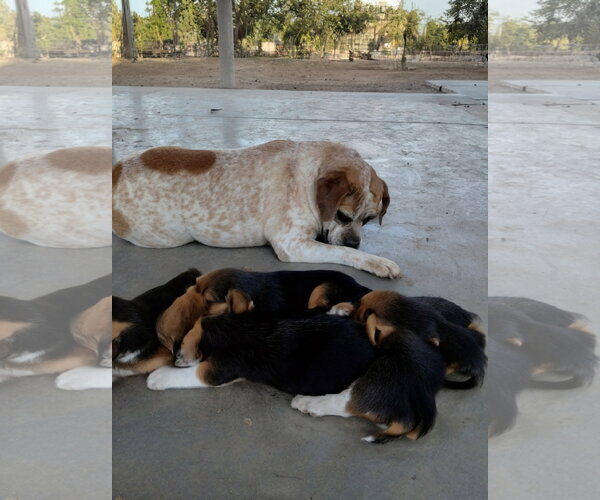 Medium Photo #3 Beabull Puppy For Sale in Apple Valley, CA, USA