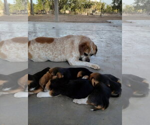 Fiona - Female Beabull Dog for Adoption - Photo #3