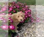 Small #6 Coton de Tulear-Poodle (Toy) Mix