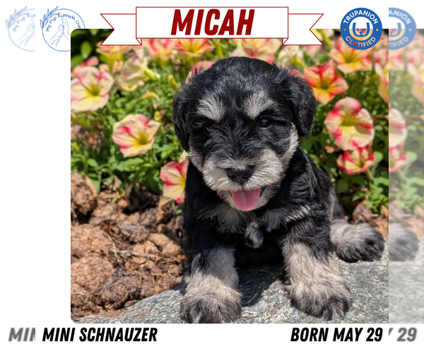 Medium Photo #23 Schnauzer (Miniature) Puppy For Sale in GOSHEN, IN, USA