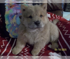 Chow Chow Puppy for sale in MIDDLEBURG, FL, USA