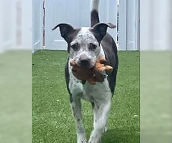 Medium Photo #20 Mutt Puppy For Sale in Pompano Beach , FL, USA