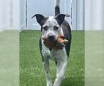 Small #19 Mutt