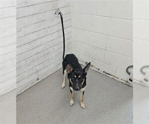 German Shepherd Dog-Unknown Mix Dogs for adoption in San Bernardino, CA, USA