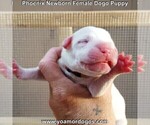 Small Photo #5 Dogo Argentino Puppy For Sale in JANE, MO, USA