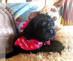 Small Photo #9 Cavachon-Poodle (Miniature) Mix Puppy For Sale in FREWSBURG, NY, USA