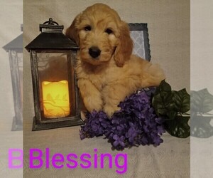 Goldendoodle Puppy for sale in WOOSTER, OH, USA