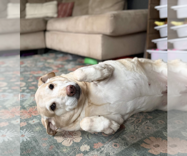 Medium Photo #3 Labrador Retriever-Unknown Mix Puppy For Sale in Utica, NY, USA