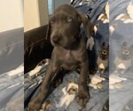 Small Photo #6 Great Dane Puppy For Sale in MILTON, FL, USA