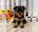 Small #7 Yorkshire Terrier