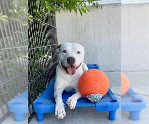 American Pit Bull Terrier Dogs for adoption in Tracy, CA, USA