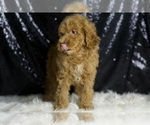 Small #4 Goldendoodle (Miniature)
