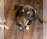 Small #2 German Shepherd Dog Mix