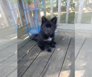 Chow Chow-Siberian Husky Mix Puppy for sale in FOREST LAKE, MN, USA