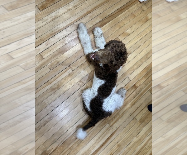 Medium Photo #5 Poodle (Standard) Puppy For Sale in NEW ULM, MN, USA