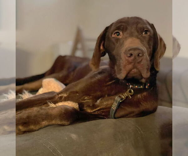 Medium Photo #2 Labmaraner Puppy For Sale in Rustburg, VA, USA