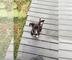 Small #13 white german shepherd Mix