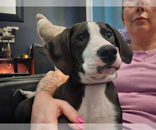 Medium Photo #5 American Staffordshire Terrier-Great Dane Mix Puppy For Sale in Germantown, OH, USA